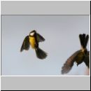 Parus major - Kohlmeise 16.jpg